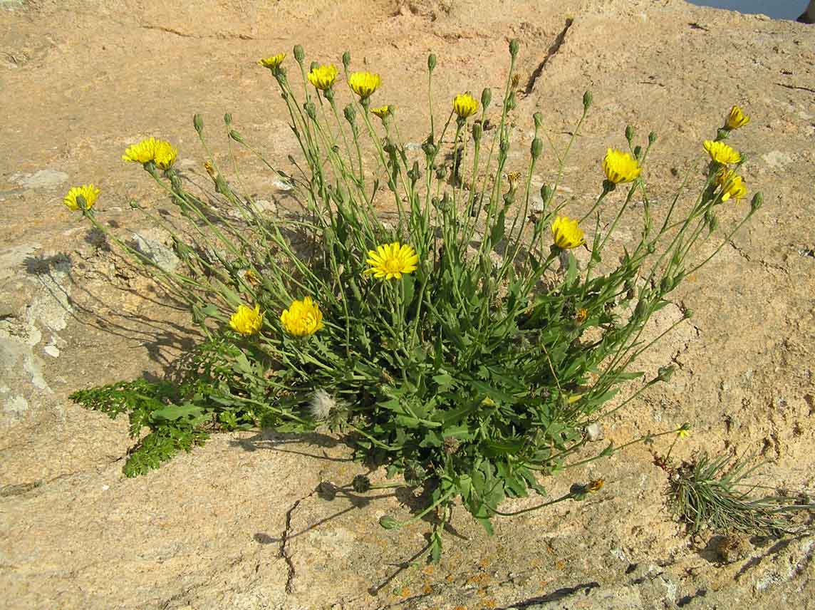 Reichardia picroides